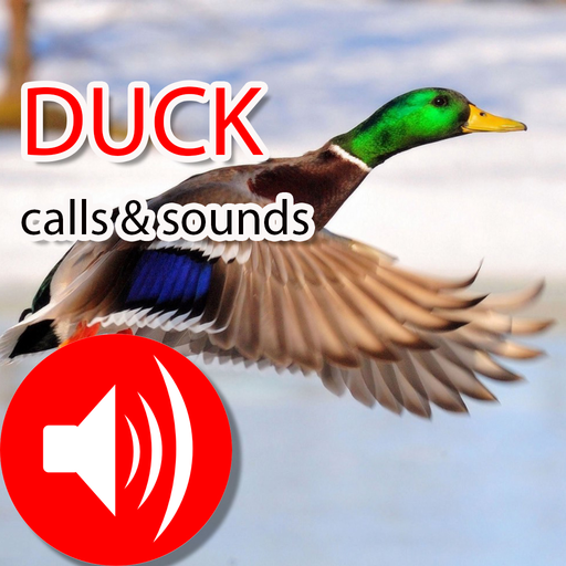 528i duck sounds
