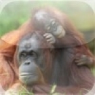 Orangutan Family Slide Puzzle